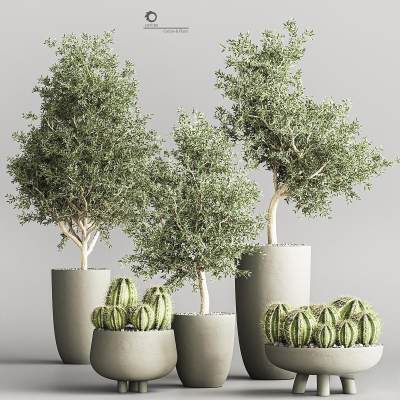 现代绿植盆栽组合 仙人掌